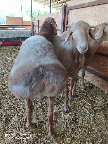 Баран, овца: Продаю | Баран (самец) | Долан, Арашан | Для разведения — 3