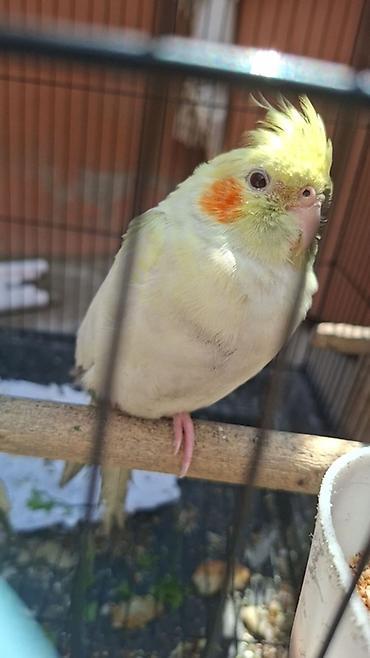 korella qus: Nimfa (Cockatiel) tutuquşu - Növ: Nimfa (Nymphicus hollandicus) – — 9