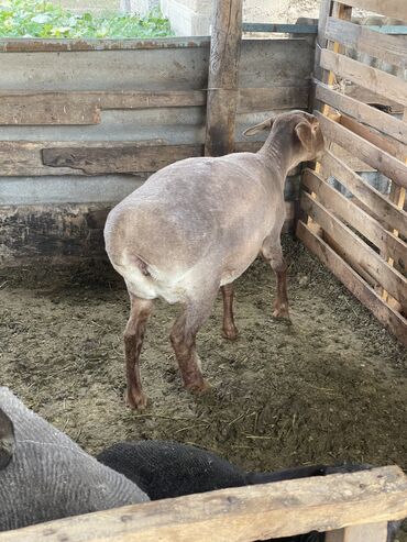 продажа кукурузы в початках: Продаю | Овца (самка), Баран (самец) | Гиссарская, Полукровка, Эдильбаевская | На забой, Для разведения, Для шерсти | Матка