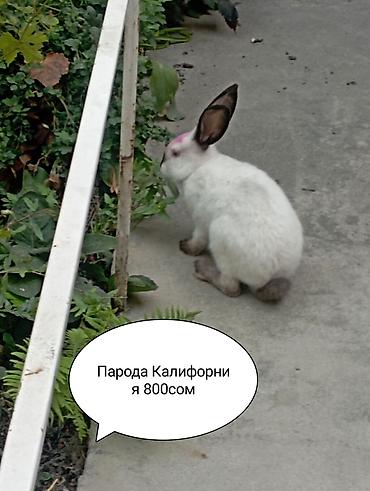 бука кара балта: Продаю | Кролик самец | Для разведения — 2