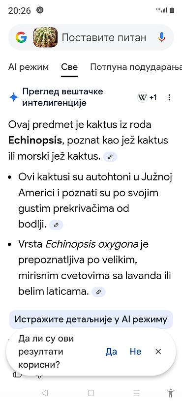 Ostale kućne biljke: Sobne i ukrasne biljke u saksijama – više vrsta - Syngonium — 16