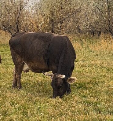 сколько длится беременность коровы: Продаю | Корова (самка) | Швицкая | Для молока, Для разведения