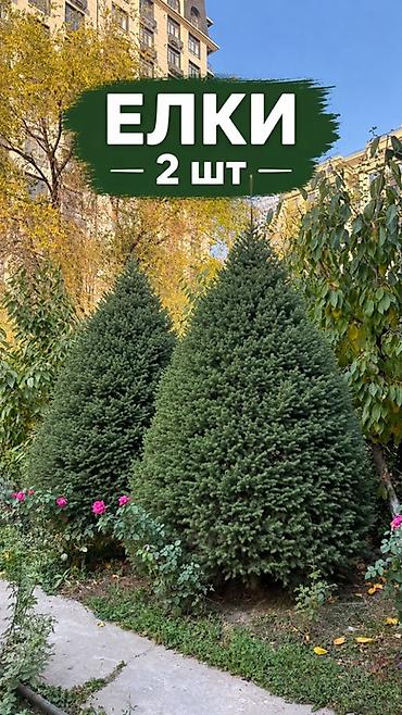 елочка в горшке купить: Елки — 2 шт. - Хвойные деревья с плотной, симметричной кроной — 1