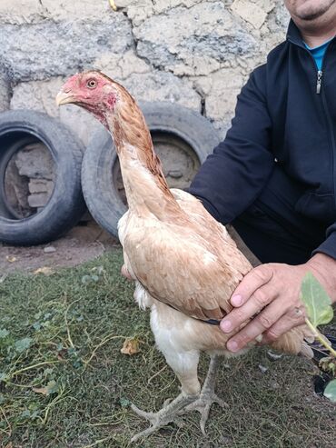 домик для животных: На продажу курица крупная большая вес хороший целая тулячка 1.3 кровь