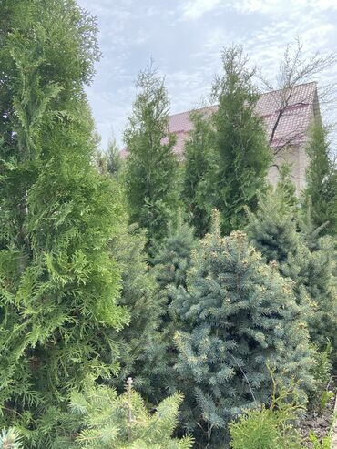 Декоративные деревья: Саженцы деревьев: Ели, Платная доставка, Самовывоз — 10