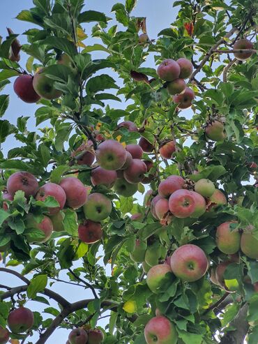 уголь каракече бешсары шабыркуль каражыра доставка бишкек купить фото: Алмалар