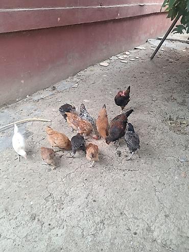 Kənd təsərrüfatı quşları: Təmiz kənd cücələri satlır 4 ayların keçiblər — 9