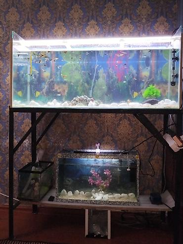 akvarium satışı: 1m 3sm uzunu,37en,hundurluk 43 sm akvarium 200litrlik, awagidaki — 1