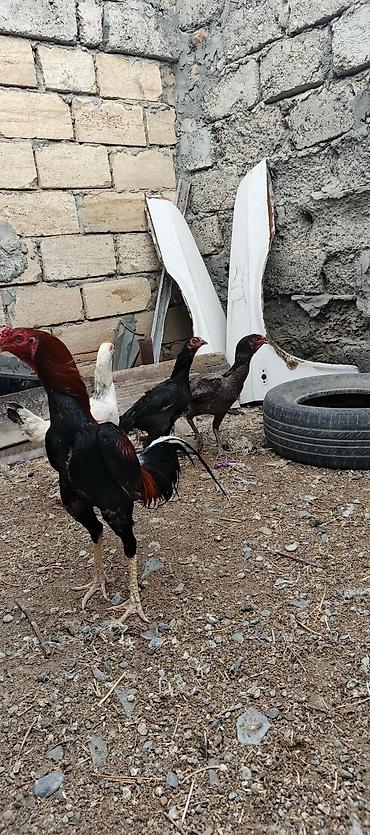 at satisi qiymetleri: Heyrati ailəsi satılır. tam sağlam heyvanlardı xoruz 70 manat fereler — 1