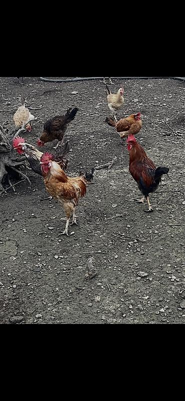 Toyuqlar: Salam. Məhsul: Azad otlaqda saxlanılan yerli toyuqlar və xoruzlar — 12