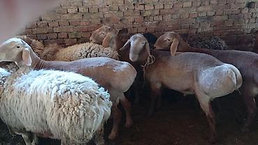 Баран, овца: Продаю | Овца (самка) | Для разведения — 5