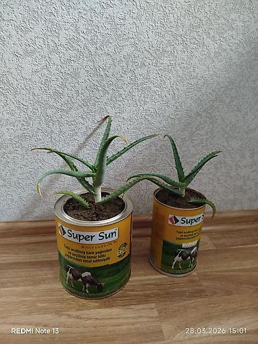 алоэ пайдасы: Əzvay bitkisi. Muaıicəvidi. (Aloe ). Birinci aloye 4 manat. ikinci — 1