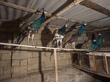 Quşlar: Tovuz quşu balaları . Qaraqanad tovuz quşu balaları . Təsvir: - — 1