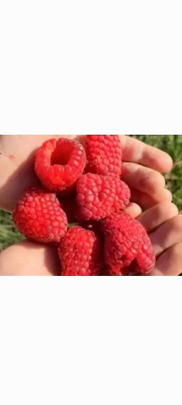 Малина: Саженцы. Питомник. Малина Новый сорт. Ягоды крупные, саженцы тоже — 4