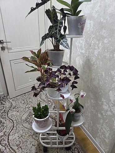 фито стена: Полка, этажерка для цветов, Новый, Железо, Самовывоз — 8