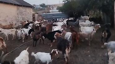 inəyin od dasi: Salam aleykum keçi satılır 100_başdan yuxarıdır irili xırdalı öz — 2