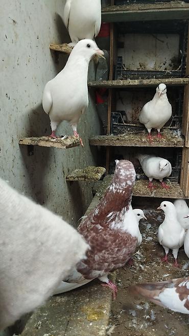 goyerçin yuvasi: Cutu 25 azn ag maya ve ag dow erkek.cutduler Təsvir: - Şəkillərdə — 2