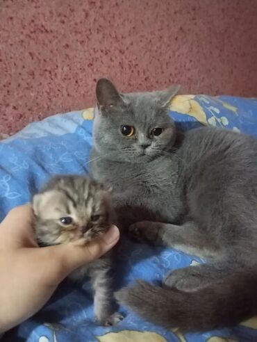 котики в добрые руки: Шотландская, Самец, Самка, В добрые руки