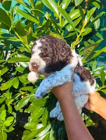 Psi: Lagotto Romagnolo štenci Odgajivačnica "Bellgotto" 7522 sa — 12