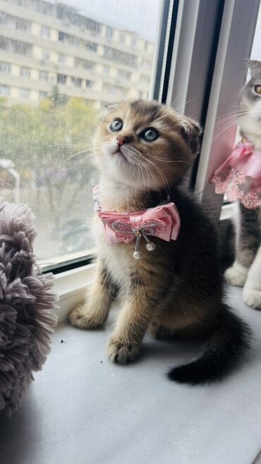 Pişiklər: Dişi — 1