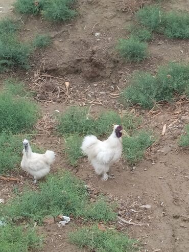 Toyuqlar: Toyuq, Ətlik -da lalafo.az — 9 Toyuqlar: Toyuq, Ətlik — 9