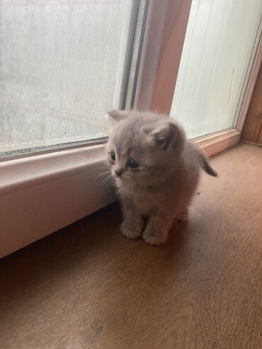 pulsuz pişik balaları 2022: Şotland, Yaxşı əllərə