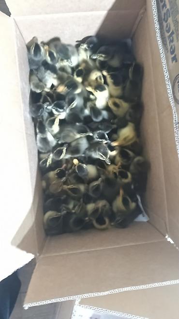 Cücələr: Salam herkese bayraminiz mubarek _xarkov qənbəri_ lider55_ sereblis _ — 15