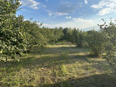 Kirayə torpaq sahələri: Kənd təsərrüfatı -da lalafo.az — 14 Kirayə torpaq sahələri: Kənd təsərrüfatı — 14
