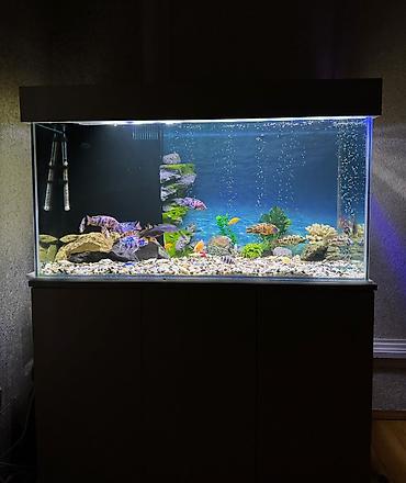сколько стоит аквариум: . Salam.Akvarium altligilə birlikdə satilir Uzunlugu 1.20 Eni 50 — 9