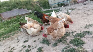 для курей: 1 короз,7 тоок сатылат,несушки. баасы 5000с