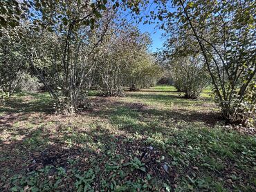 Torpaq sahələrinin satışı: 43 sot, Tikinti, Mülkiyyətçi, Kupça (Çıxarış) -da lalafo.az — 3 Torpaq sahələrinin satışı: 43 sot, Tikinti, Mülkiyyətçi, Kupça (Çıxarış) — 3