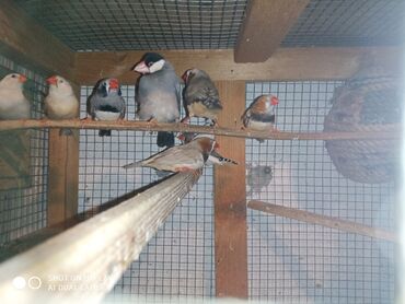 Amadinlər: Amadinlər Satış zebravıy sadə amadinlər benqal amadini risovka risoviy — 6