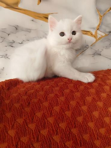 Кошки: Məhsul: Pişik balaları Təsvir: - Şəkillərdə iki fərqli pişik balası — 4