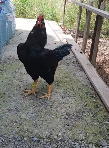 broyler cücələr: Toyuq, Yumurtalıq