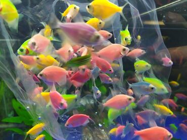 рыба аквариумная: Разнообразие аквариумных рыбок. Большой выбор. Для любого объема