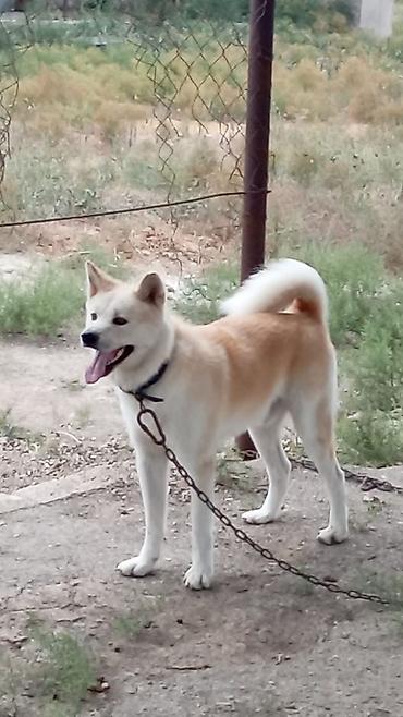 alabay iti satisi: Akita-inu, 11 ay, Erkək — 1
