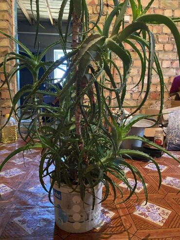 размещение рекламы: Алоэ, продаем со скидкой, дарыланган эмес. 5 жыл оз колубуз менен