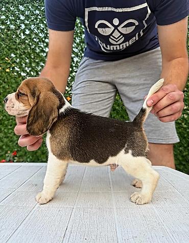Psi: ŠTENCI BIGLA – The Lovely Dogs Pogledajte vrhunski kvalitet naših — 8