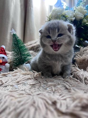 Pişiklər: Britan — 7