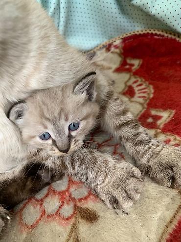 бингальская кошка: Тайская, 2 месяца, Мальчик, Приучена к лотку — 1