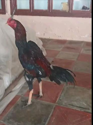 xoruz satlir: CHU ŞHAMO yumurtası satılır CƏLLABADA olanlar narahat etsin — 1