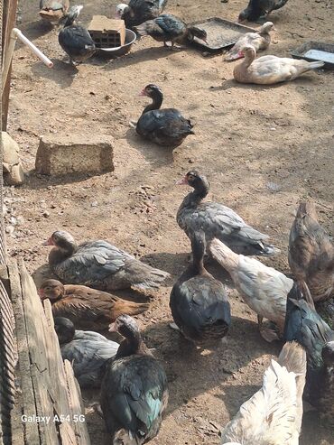 çöl ördəyi: Muscovy (indoduk) ördəkləri – müxtəlif rənglərdə qarışıq sürü -