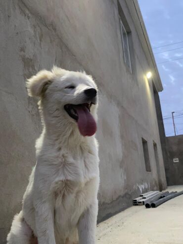it sortu: Samoyed, 6 ay, Erkek, Sənədli, Ünvandan götürmə, Pulsuz çatdırılma