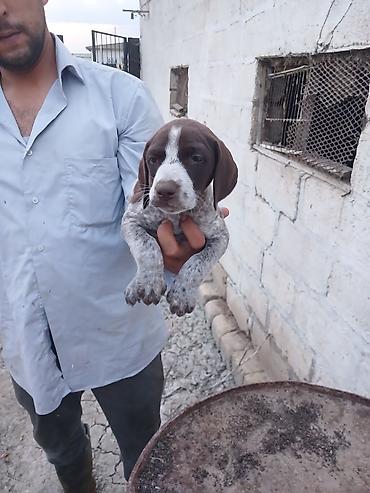 balalı qoyunlar: Alman qısatüklü ov iti balası (German Shorthaired Pointer) – — 2