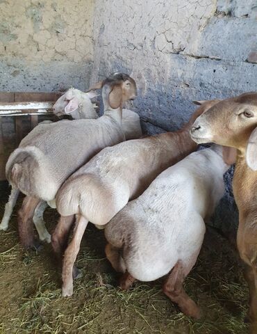 преобразователь для стрижки овец: Продаю Ат Башинский 🐑 семиз кой🥰