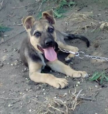 Bu menim Ovcarka itim Fito'mdur,5 Ayliqdir Qubanin Alpan kendinde