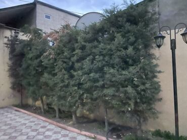 Bağ və bostan üçün digər məhsullar: Təcili Şam (yolka) ağacları satıllr. Hündürlüyü 4m