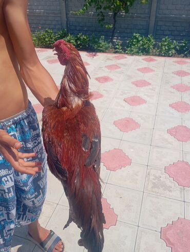 Xoruzlar: Salam her bir kəsə bu xoruz heyrati cinsi das pipk heyvanidi çox əla — 5