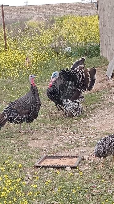 hinduska yumurtasi: 2.50 🦃Amerikan bronz hinduşka cinsidir. Yumurtaları təzədir hər gün — 1
