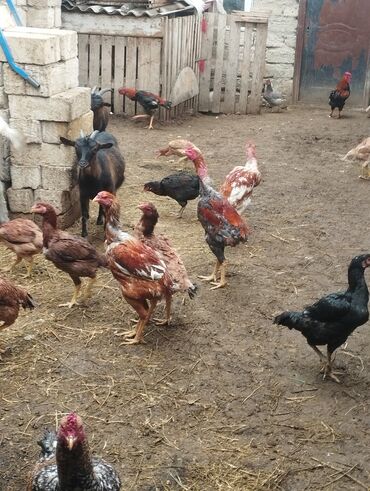 Xoruzlar: Aseel tipli uzunayaqlı cücərti/ceylək xoruz - Uzun və güclü sarı — 20